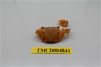 藏品(褶痕厚紋蟹)的圖片